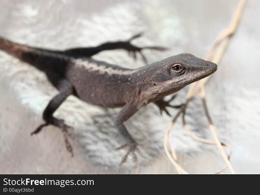 A small gray lizard cautiously observes.  Narrow DOF focuses on the face area. A small gray lizard cautiously observes.  Narrow DOF focuses on the face area.