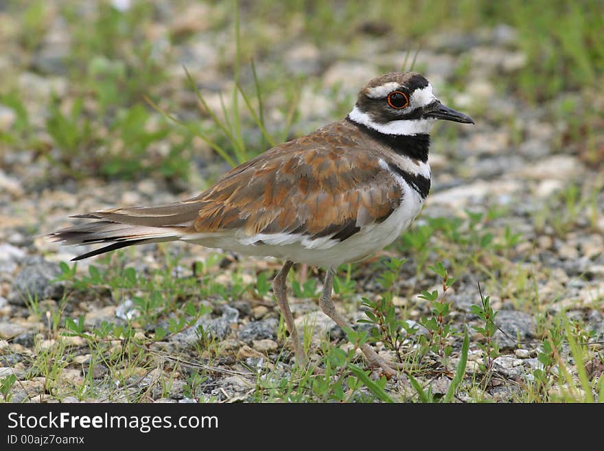 A side profile of a North American Killdear bird. A side profile of a North American Killdear bird.