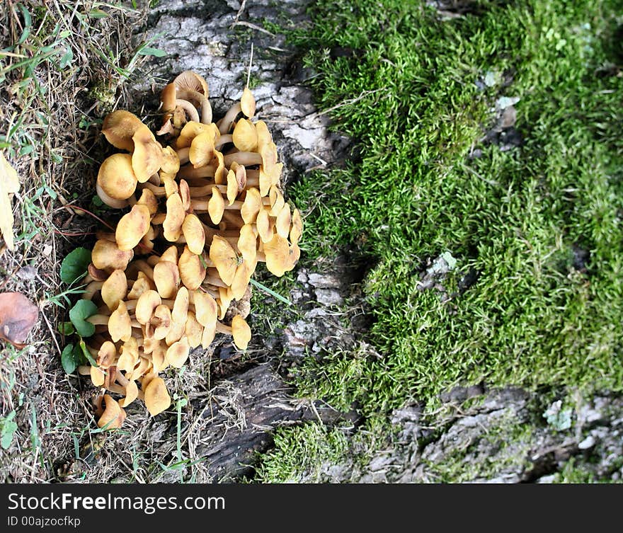 A mushroom bunch against a moss covered stump. A mushroom bunch against a moss covered stump.