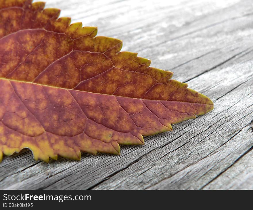 A single autumn leaf on wood with varied orange colors. A single autumn leaf on wood with varied orange colors.