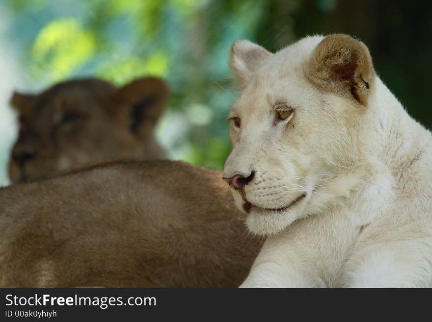 Female while lion lying down next to other lions. Female while lion lying down next to other lions