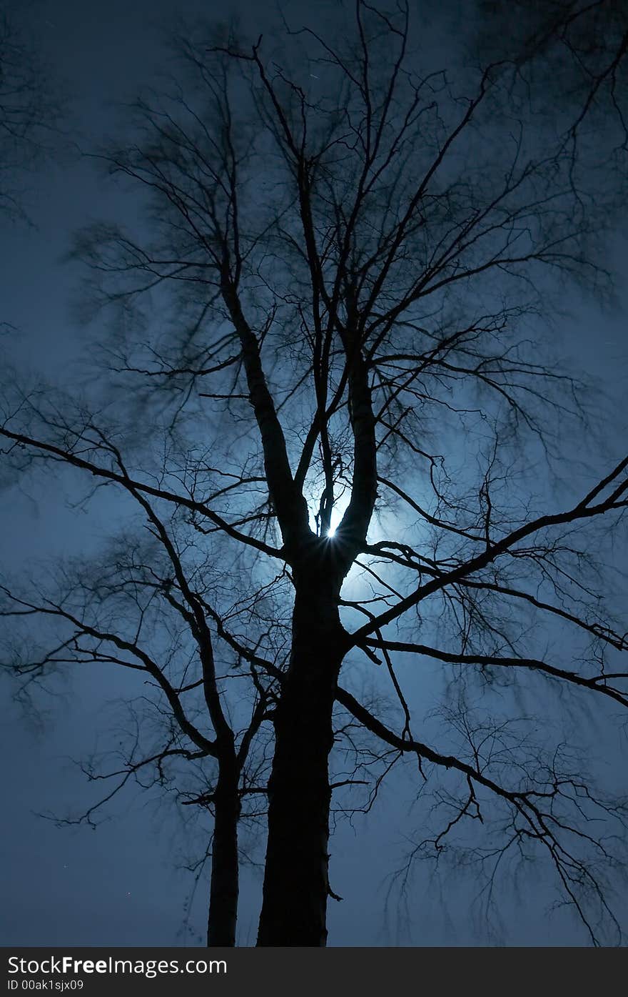 Night scenery of forest with Moon. Night scenery of forest with Moon