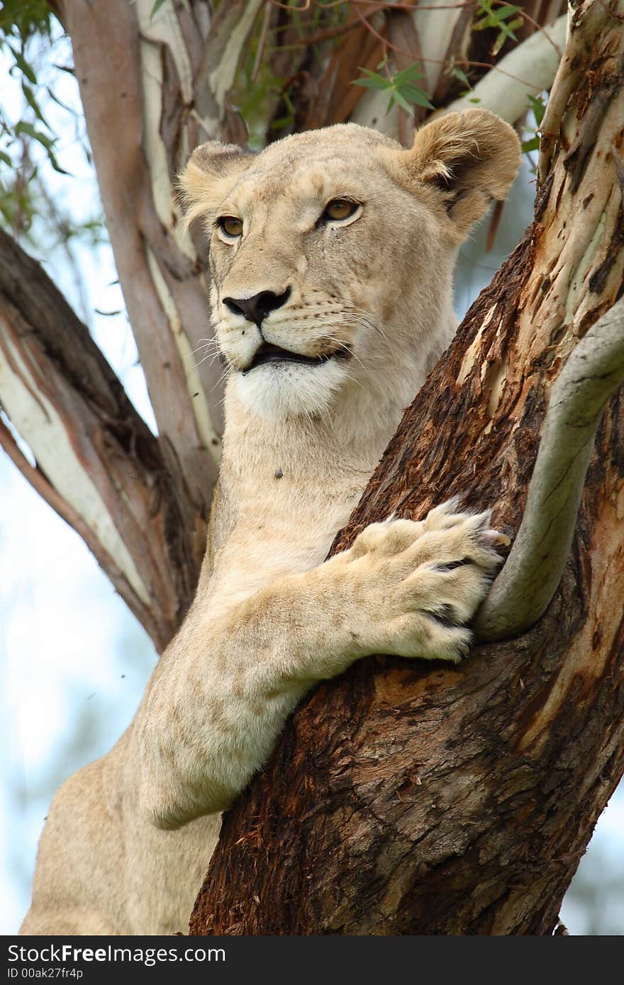 Tree lion