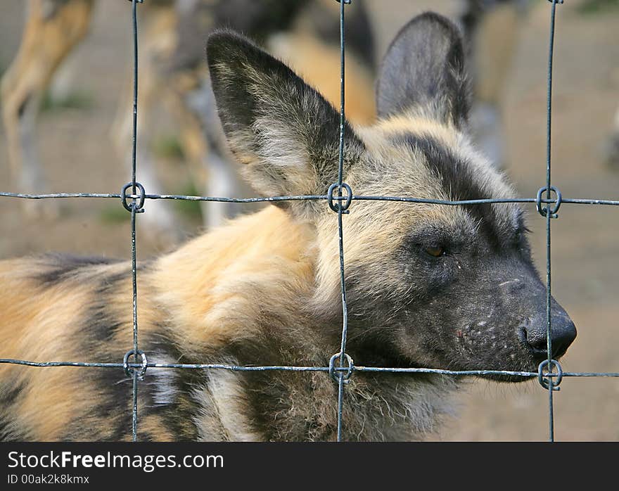 Wild Dog behind the Fence. Wild Dog behind the Fence