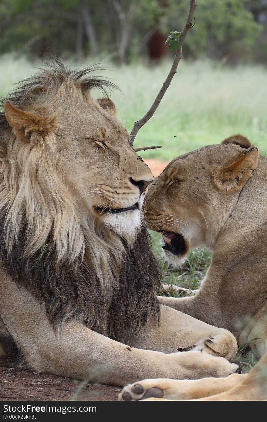 Male and female lion resting with lots of flies (focus on female). Male and female lion resting with lots of flies (focus on female)