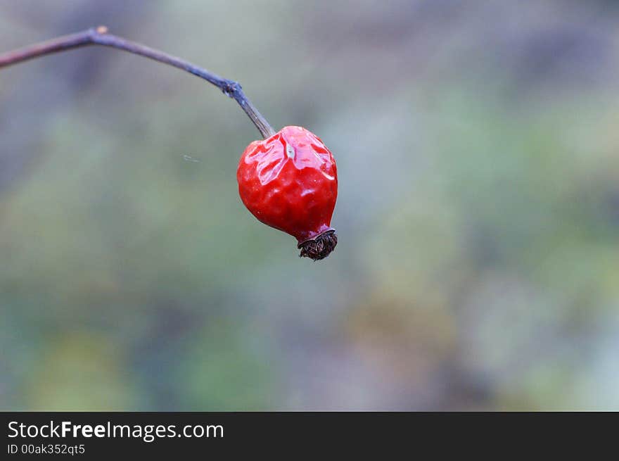 Hip - want you a cup of autumn taste?. Hip - want you a cup of autumn taste?