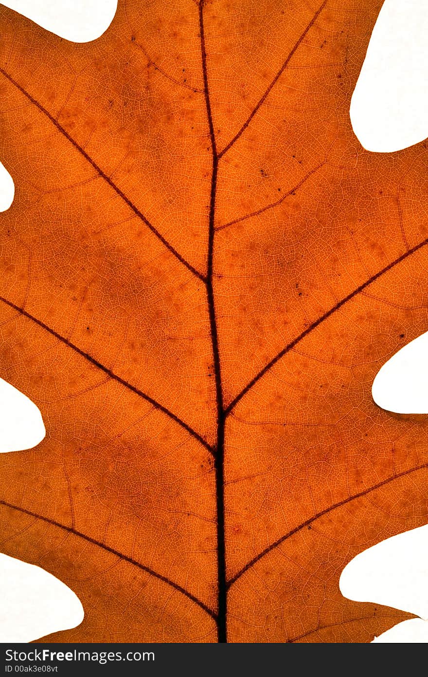 Detail of a leaf in fall