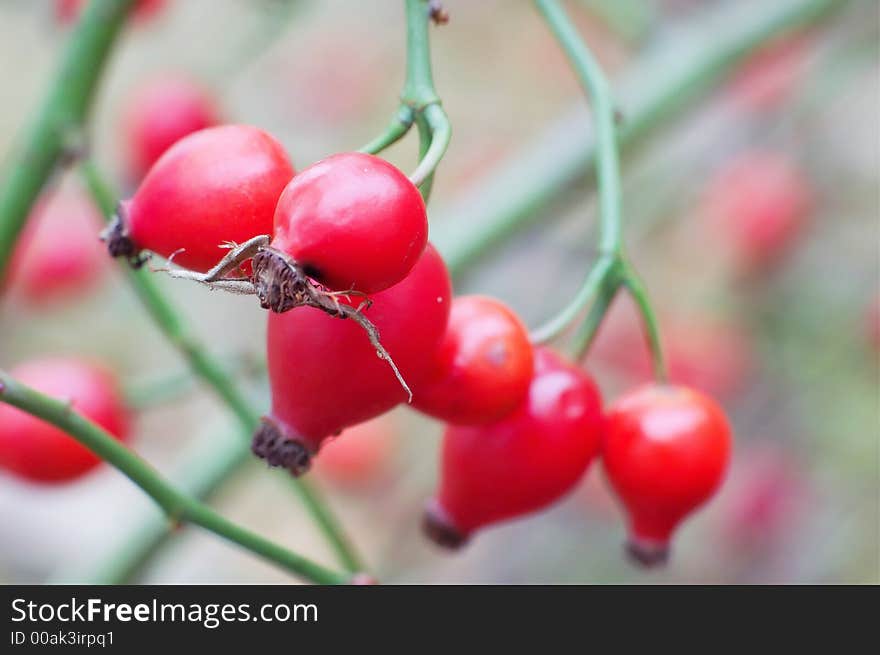 Few hips on a plant. Few hips on a plant