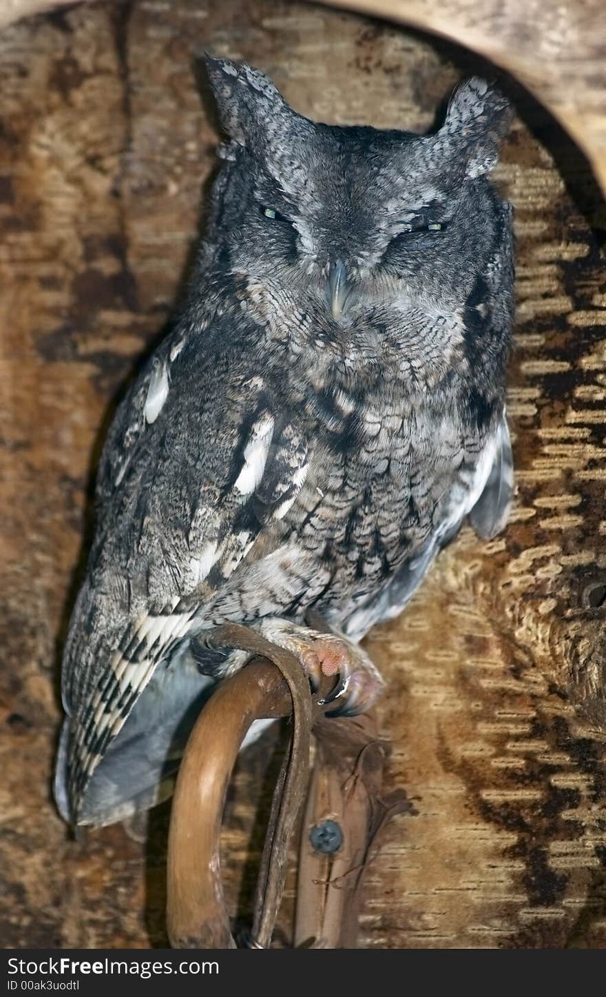 Eastern Screech Owl (Otus asio) Glares from inside Log Perch - captive bird