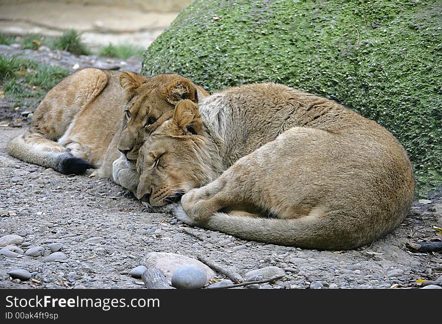 Portrait of Two Young Lions. Portrait of Two Young Lions