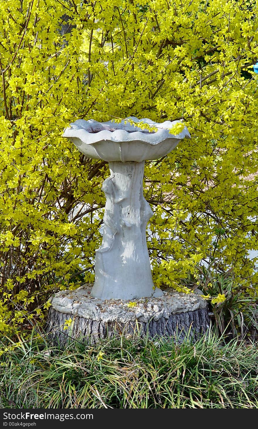 A stone bird bath surrounded by yellow flower buds. A stone bird bath surrounded by yellow flower buds.