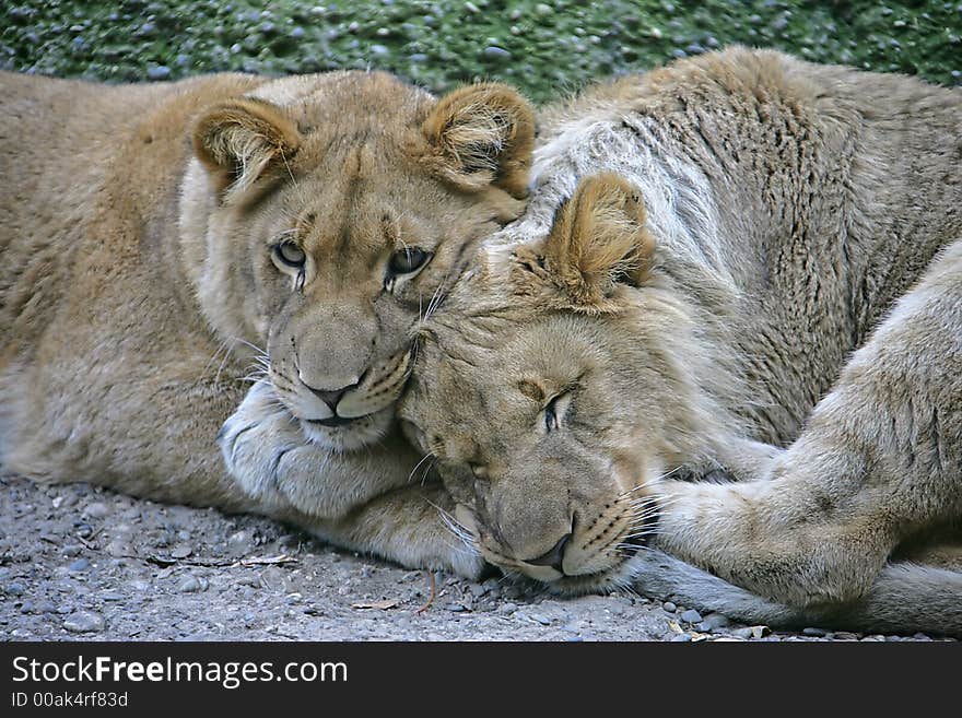 Portrait of Two Young Lions. Portrait of Two Young Lions