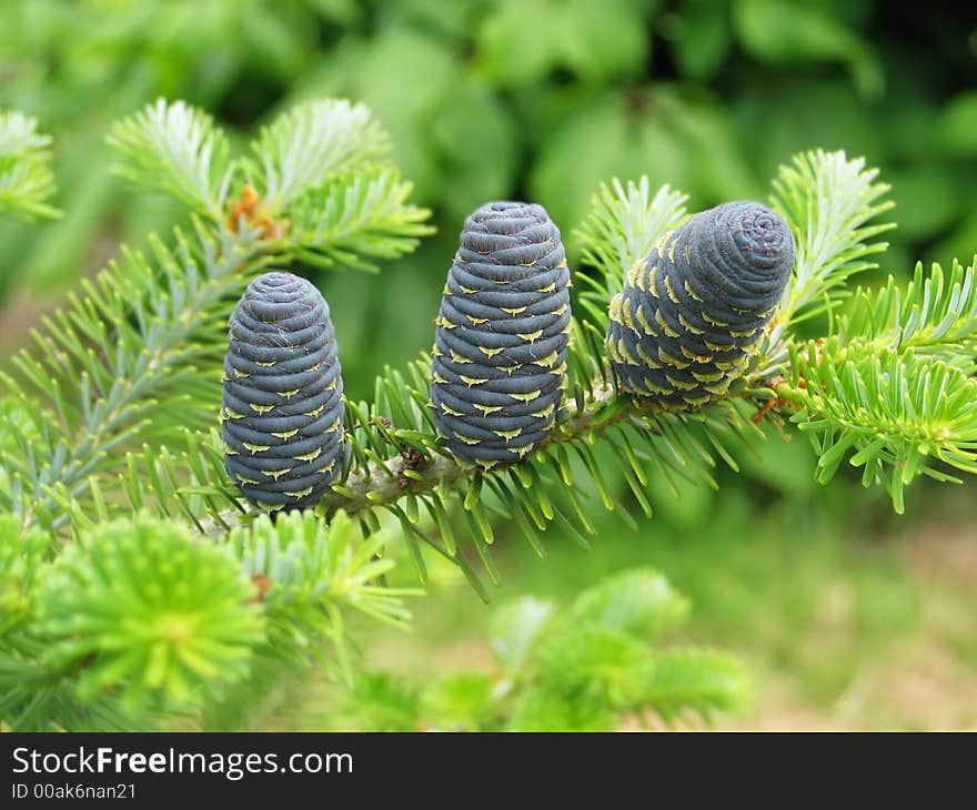 The pine cones of a variety of conifer. The pine cones of a variety of conifer