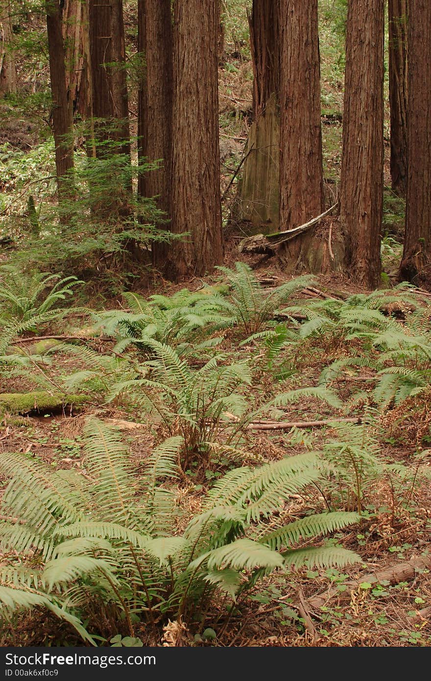 Muir Woods National Monument forest scene