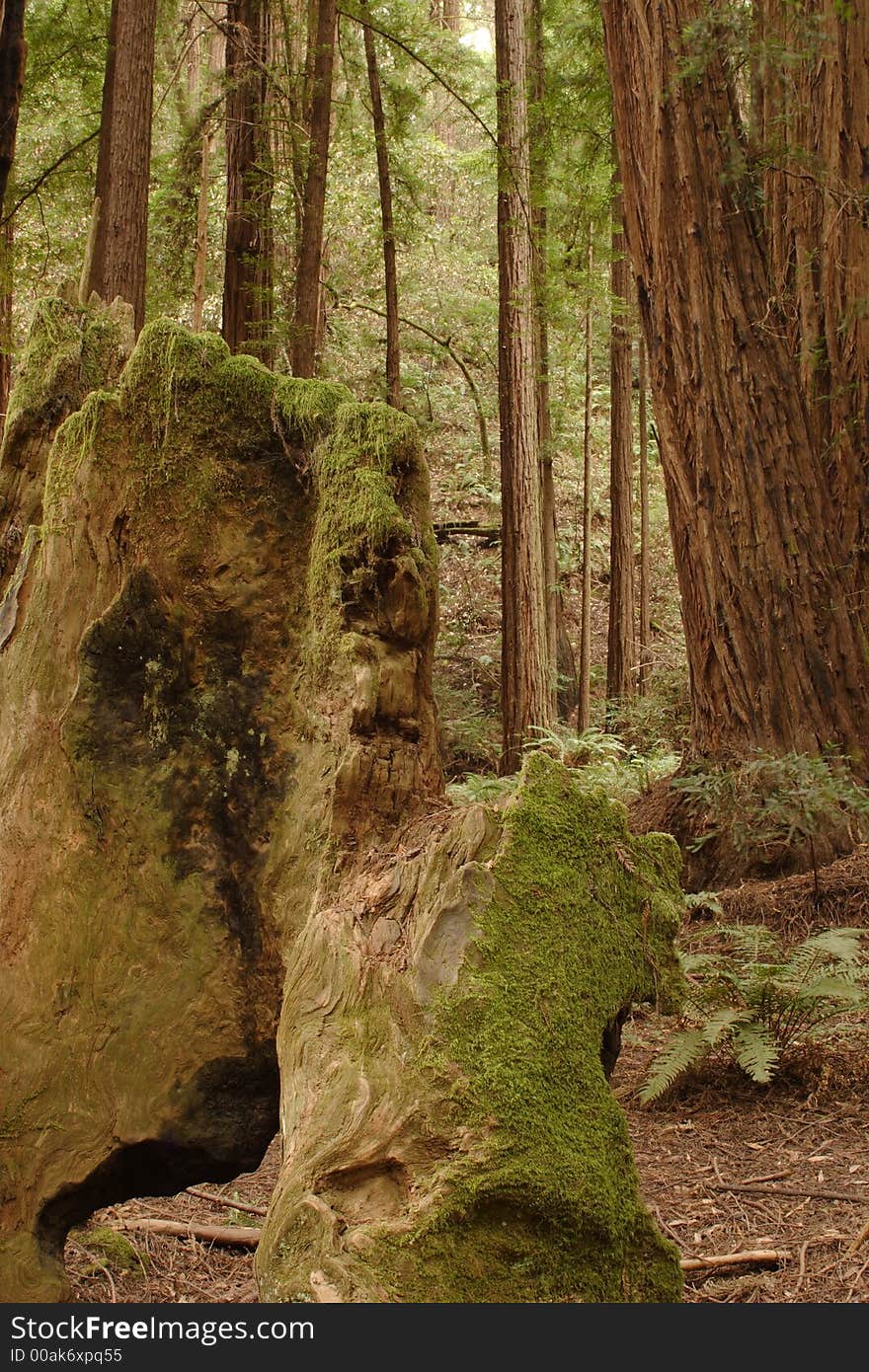 Muir Woods