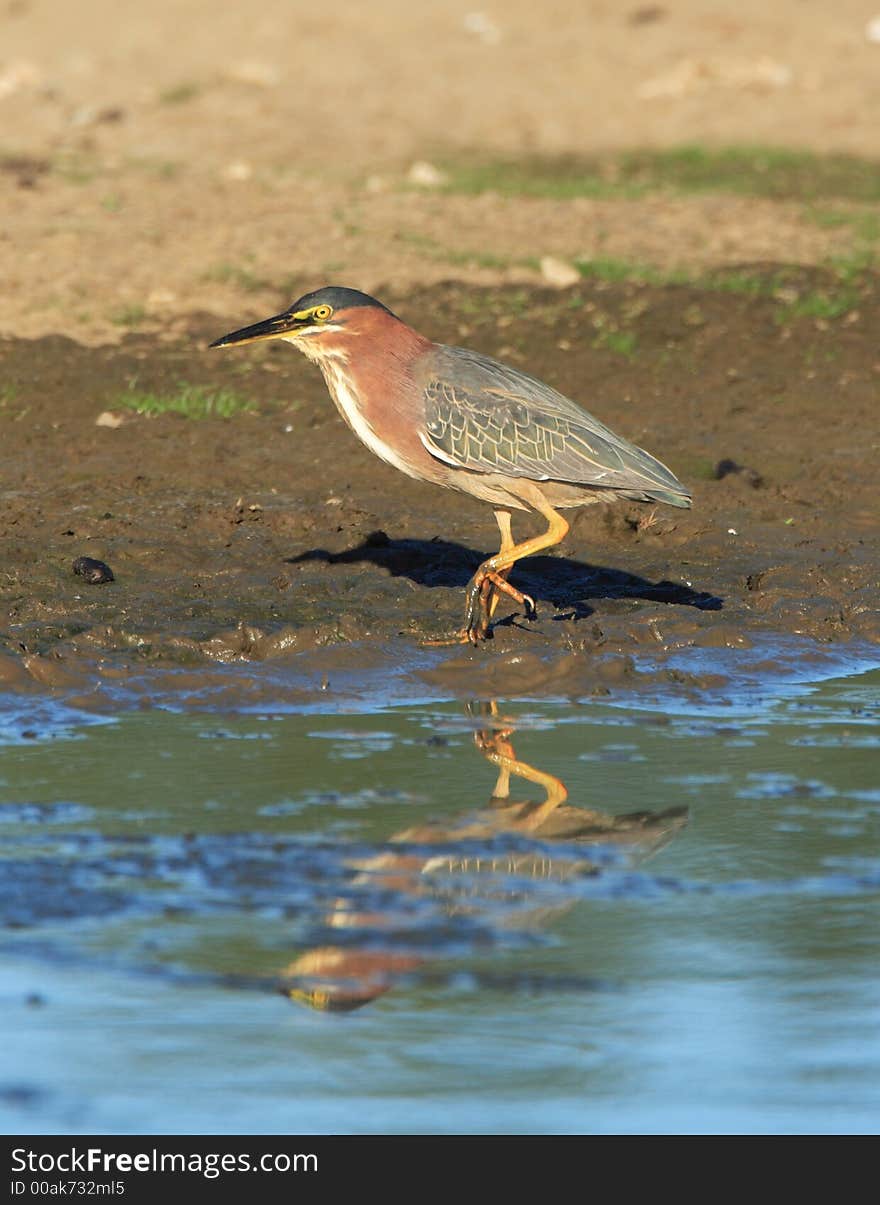 Green Heron