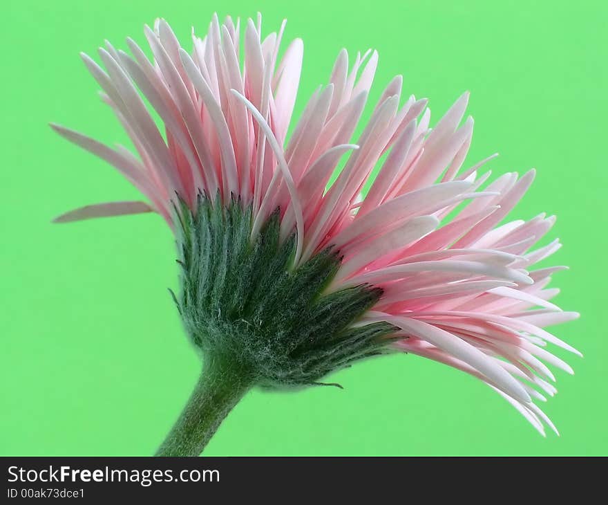 Pale pink Gerbera with very narrow petals, isolated against a vivid green background