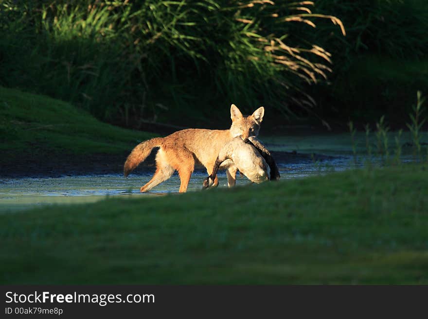 Coyote with Canada Goose at Jackson Bottom Wetlands Preserve. Coyote with Canada Goose at Jackson Bottom Wetlands Preserve