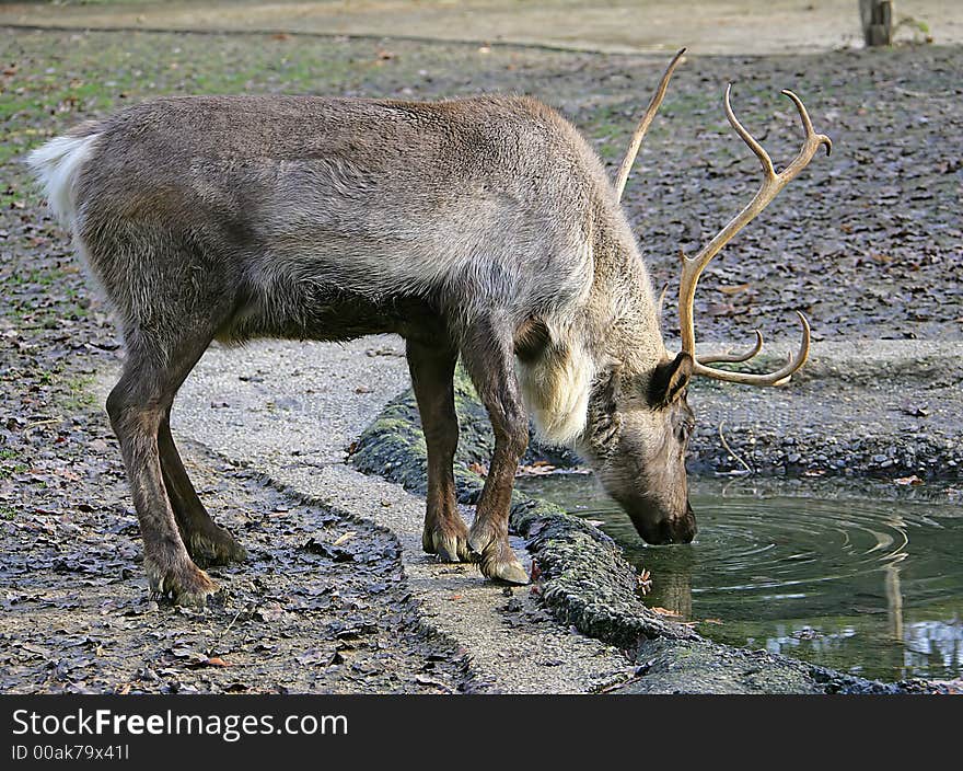 Portrait of Nice Male Reindeer. Portrait of Nice Male Reindeer