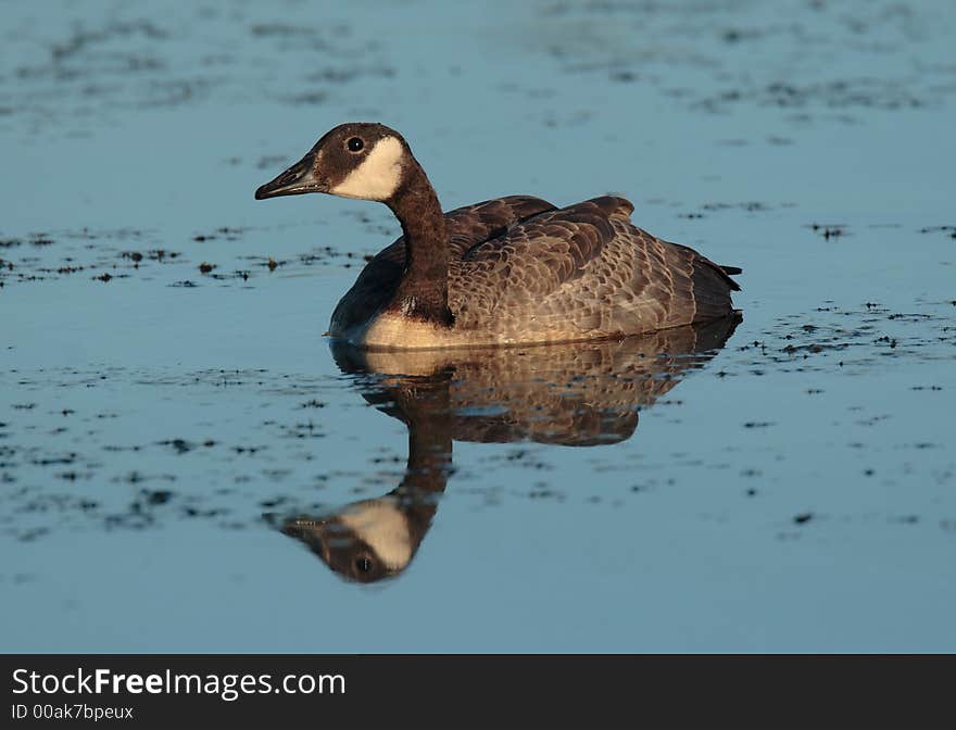 Canada Goose