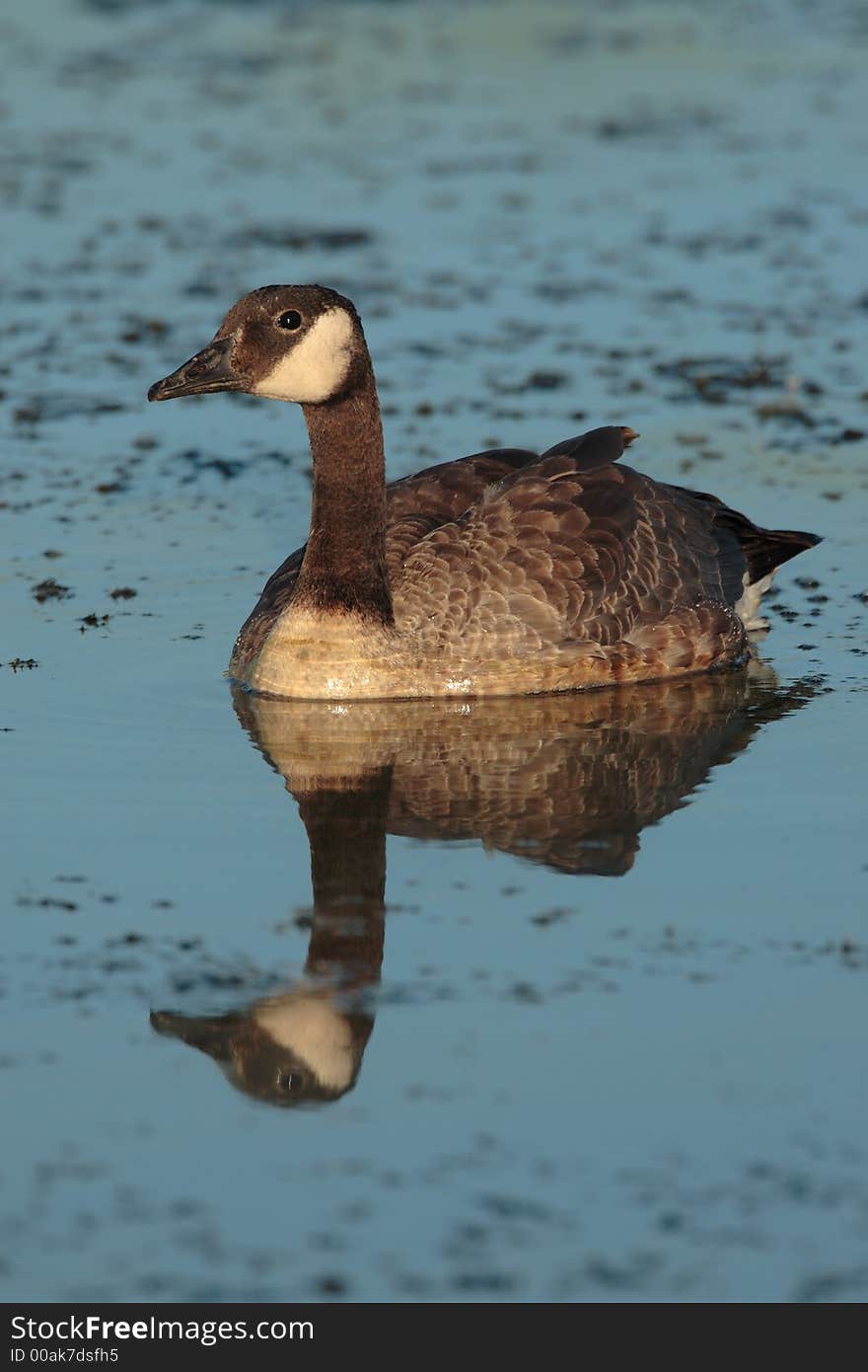 Canada Goose