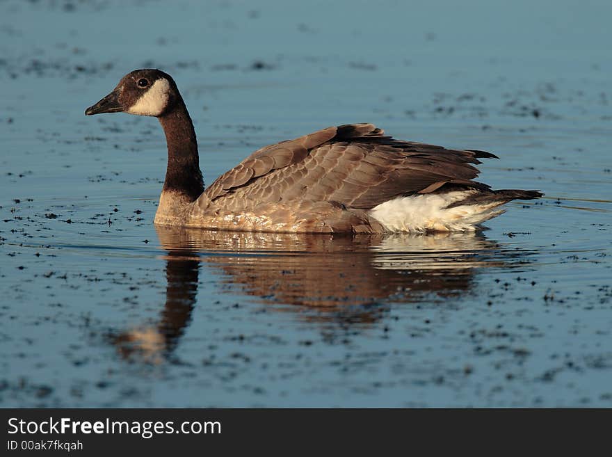 Canada Goose