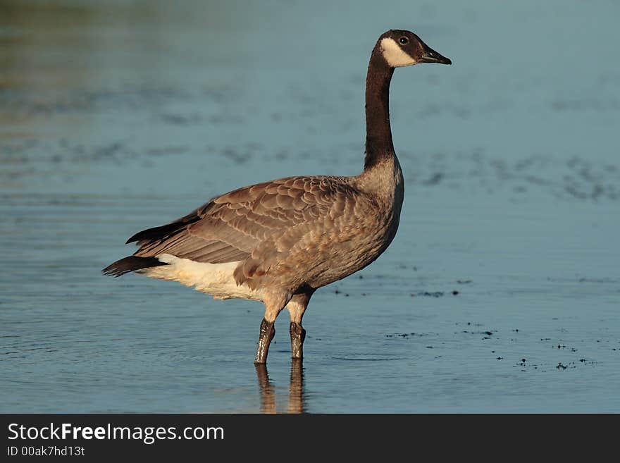 Canada Goose