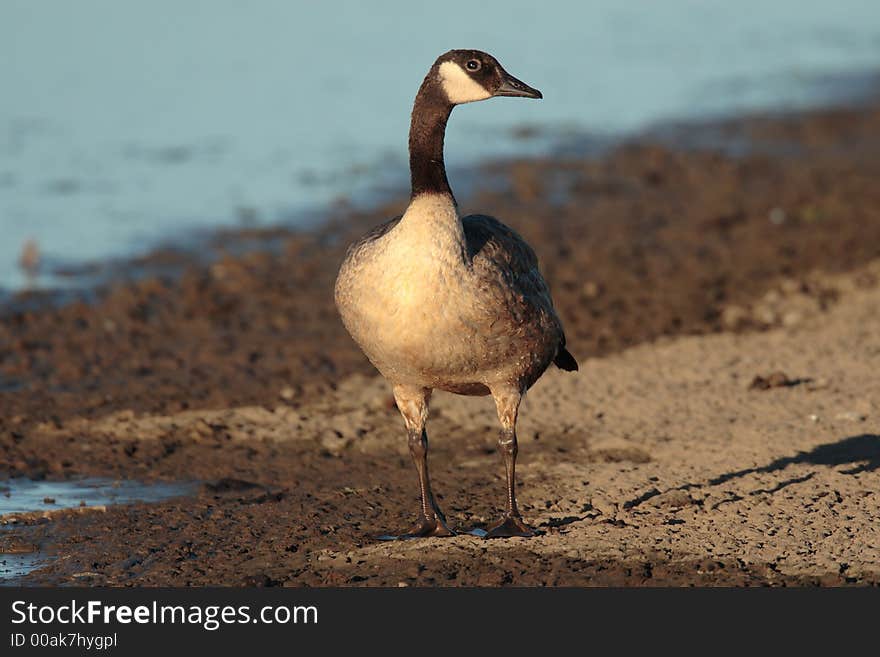 Canada Goose