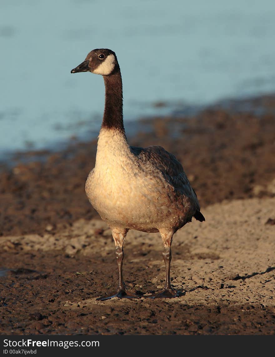 Canada Goose