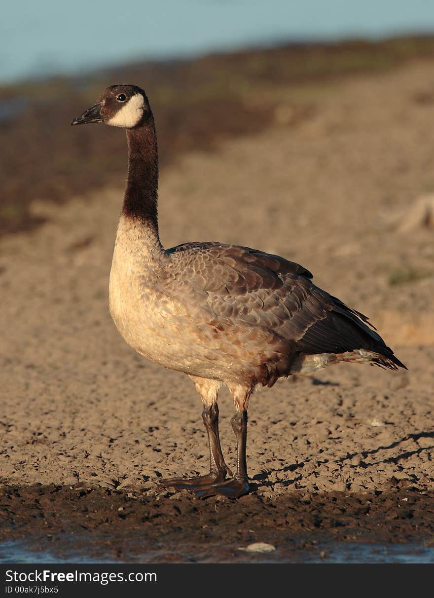 Canada Goose