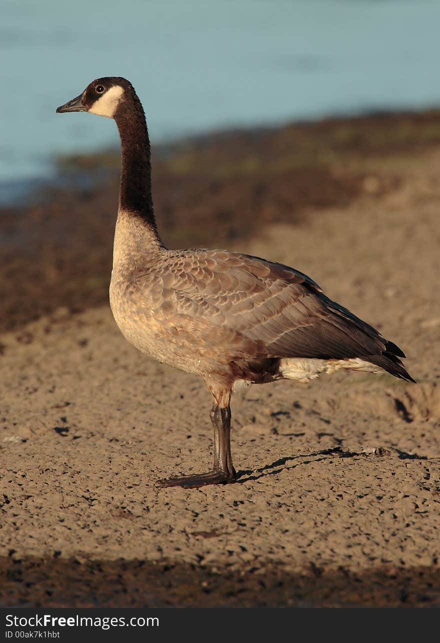 Canada Goose