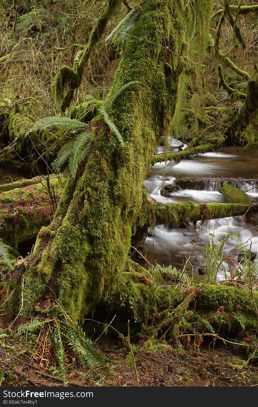 Munson Creek Rainforest