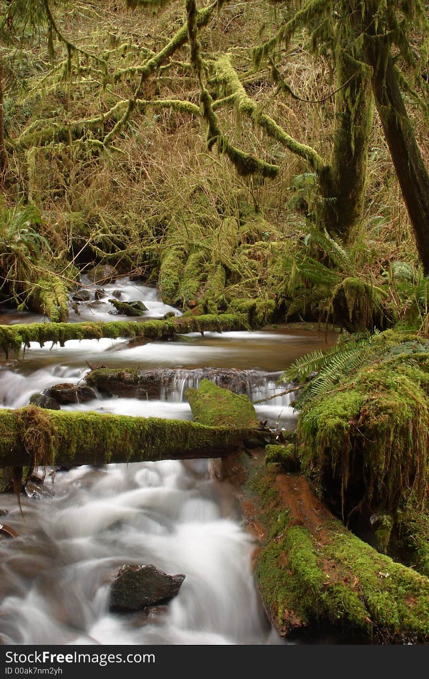 Munson Creek Rainforest