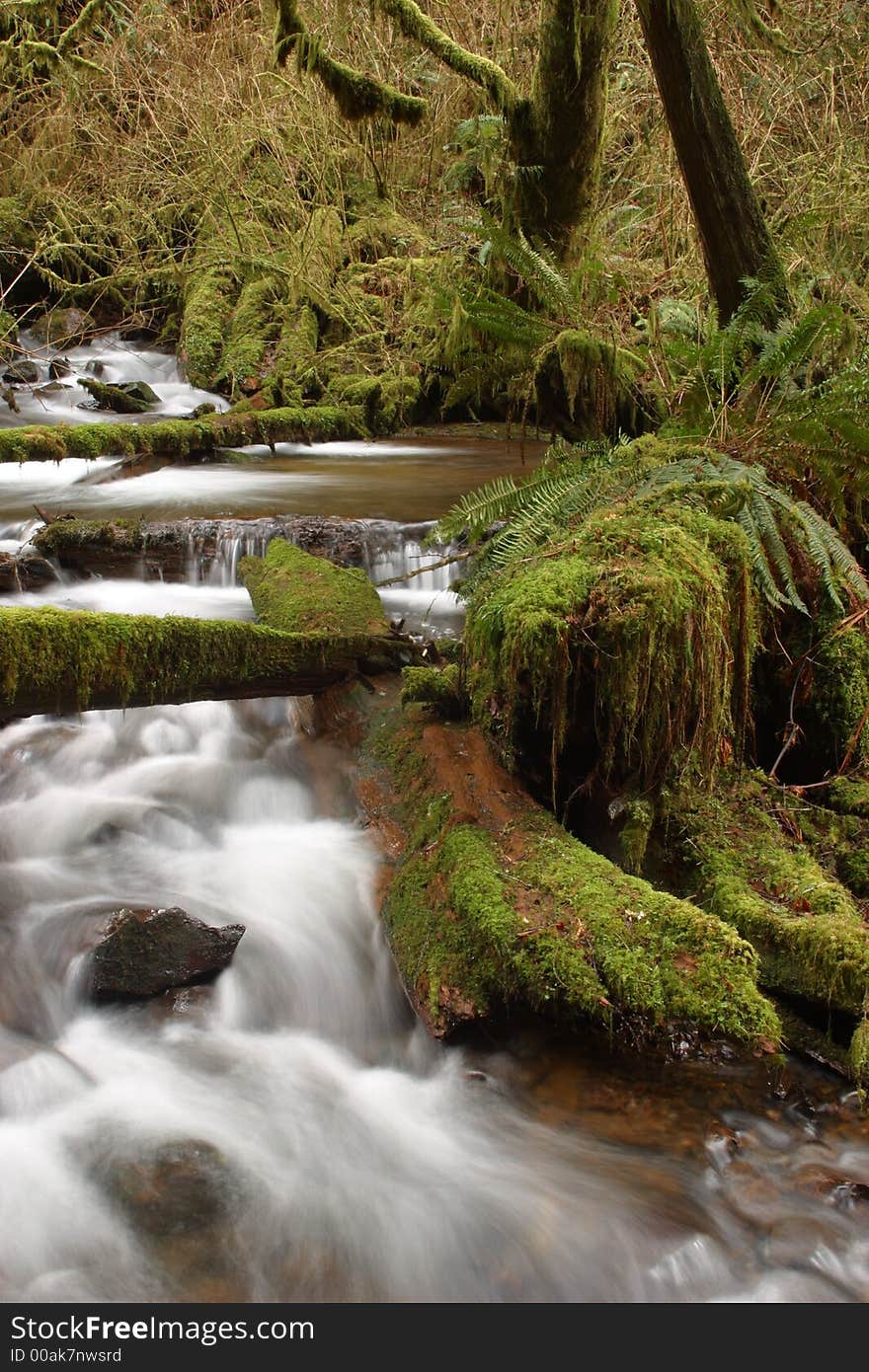 Munson Creek Rainforest