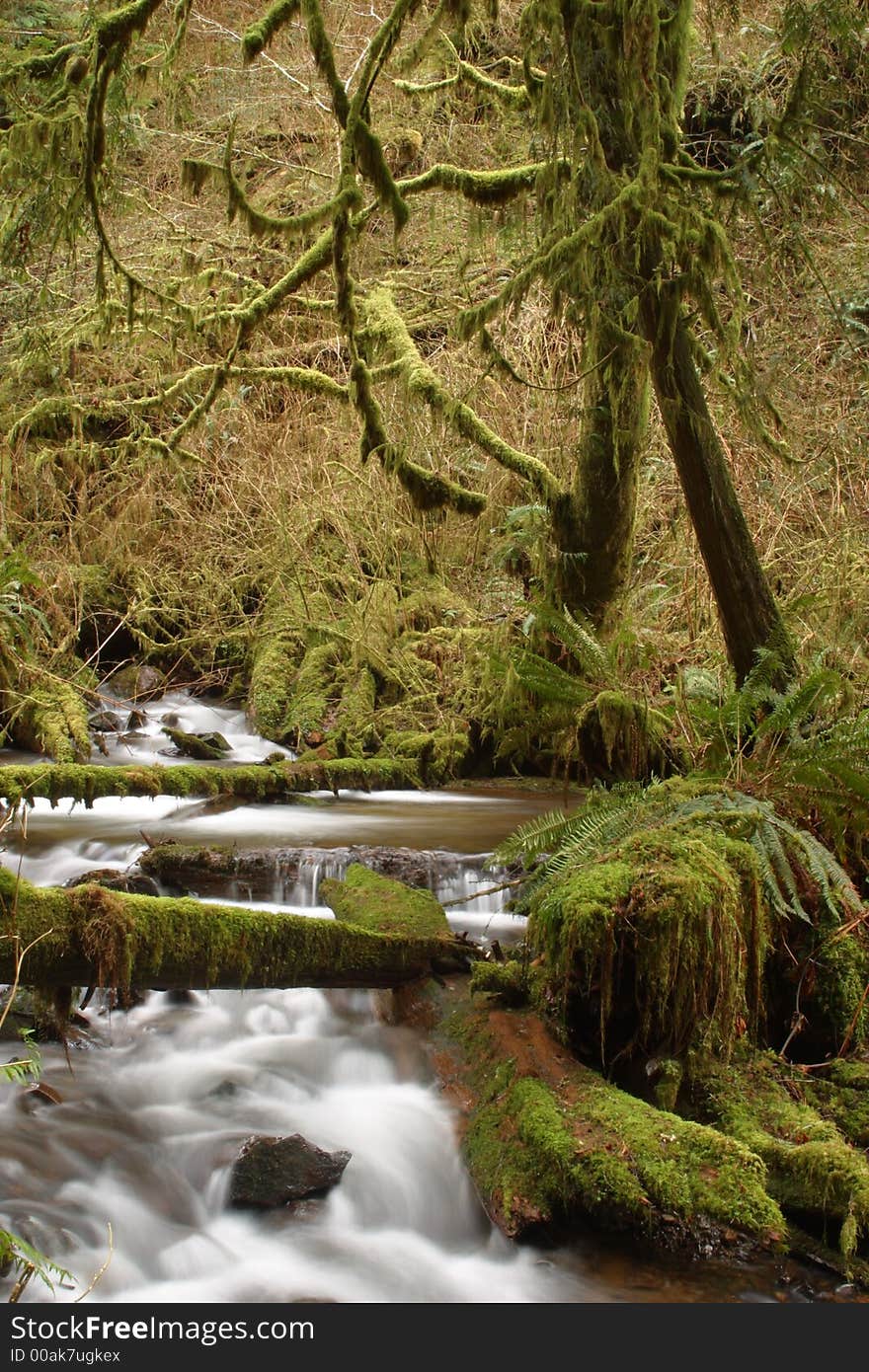 Munson Creek Rainforest