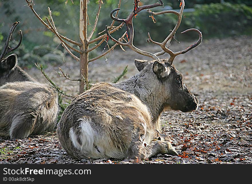 Portrait of Nice Male Reindeer. Portrait of Nice Male Reindeer