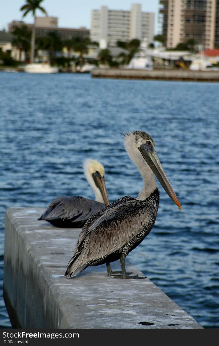 2 pelicans