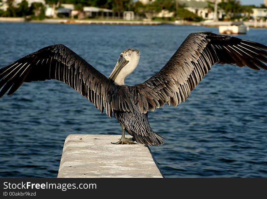 pelican sitting in pier about to fly shot with polarizer filter. pelican sitting in pier about to fly shot with polarizer filter