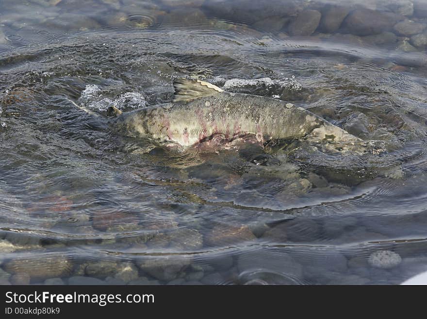 Chum salmon spawning in freshwater