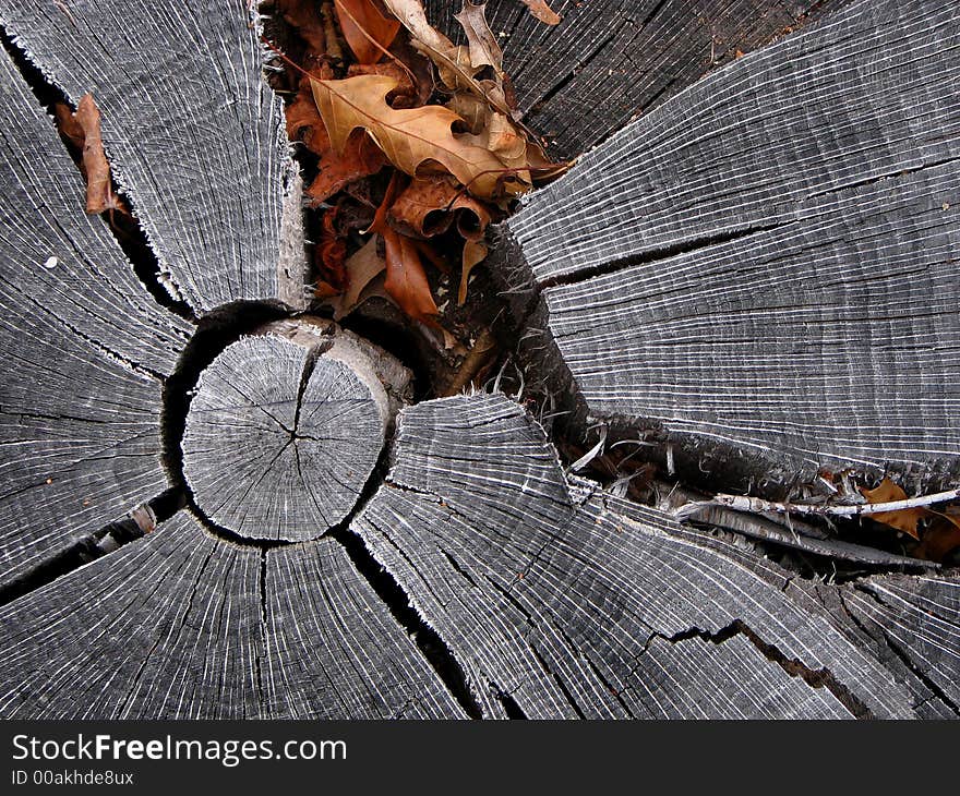 Cross cut section stump background