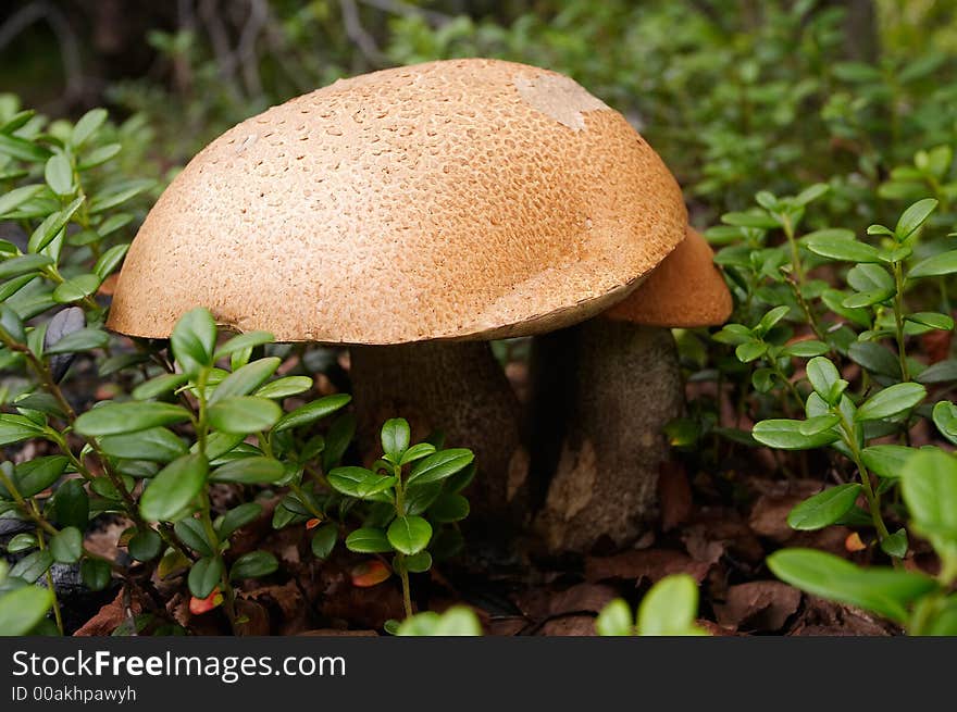 Two orange-cap boletus in cowberries