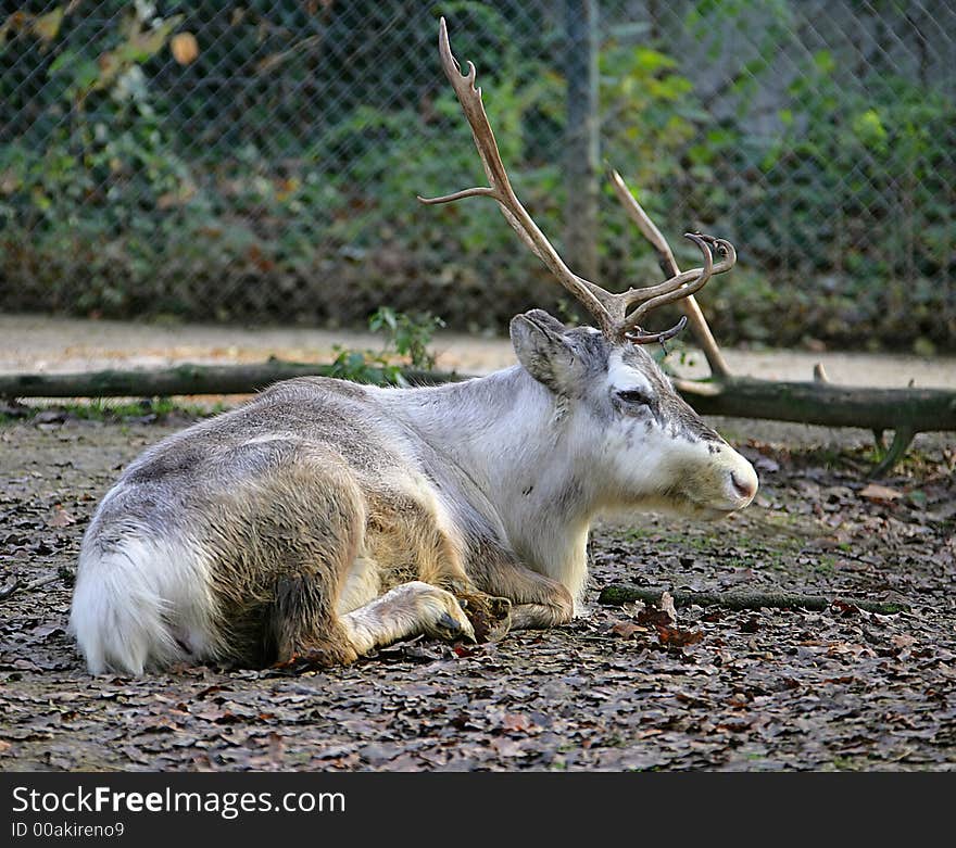 Portrait of Nice Male Reindeer. Portrait of Nice Male Reindeer