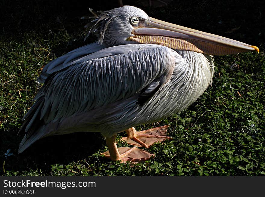 Nice old pelican bird staying on the sun