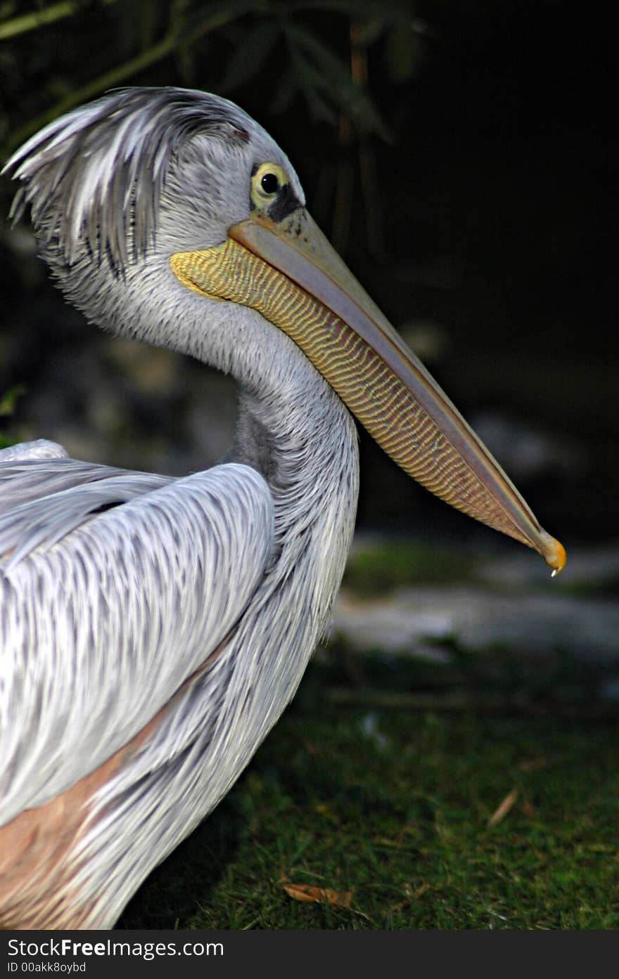 Nice big pelican bird on the sun