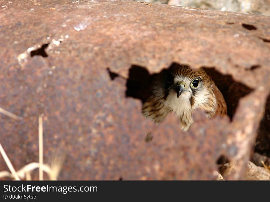 Hawk Hiding