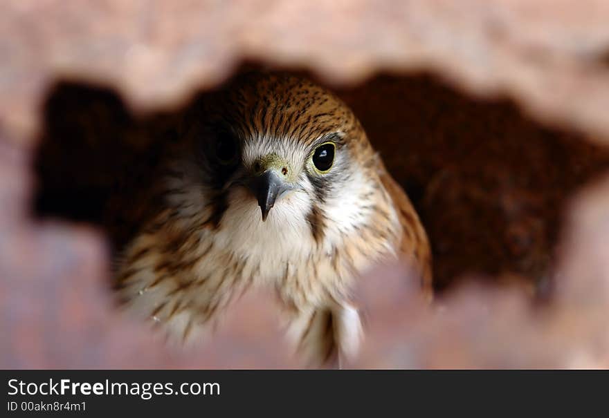 Hawk looking through hole in rusty metal. Hawk looking through hole in rusty metal