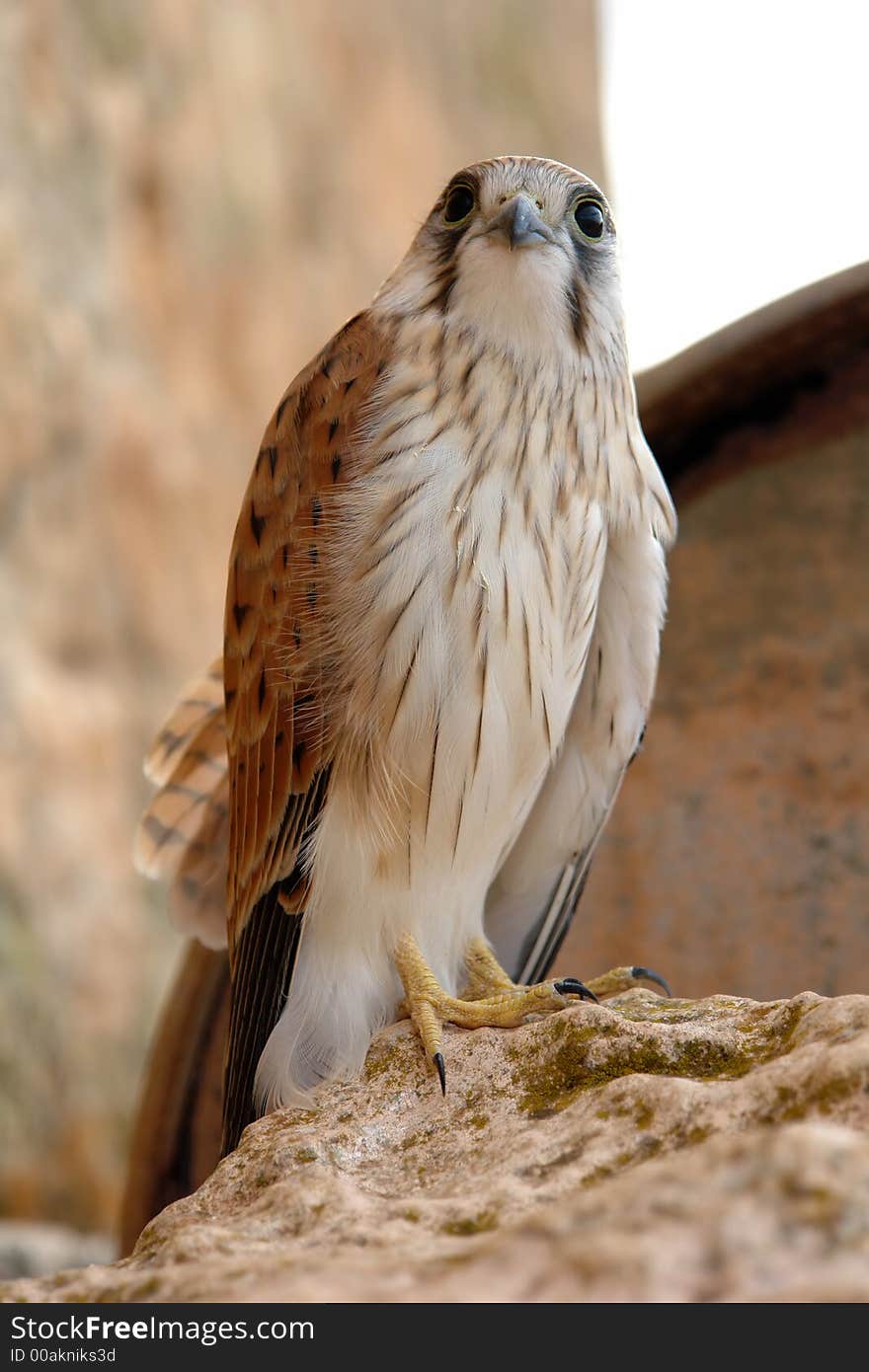 A Hawk looking intently while perched on a rock. A Hawk looking intently while perched on a rock