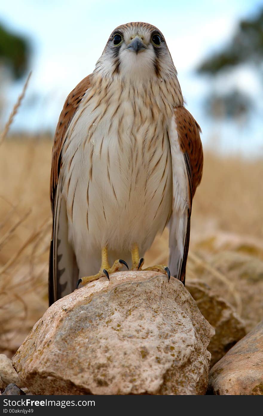 A Hawk on a rock looking straight ahead. A Hawk on a rock looking straight ahead