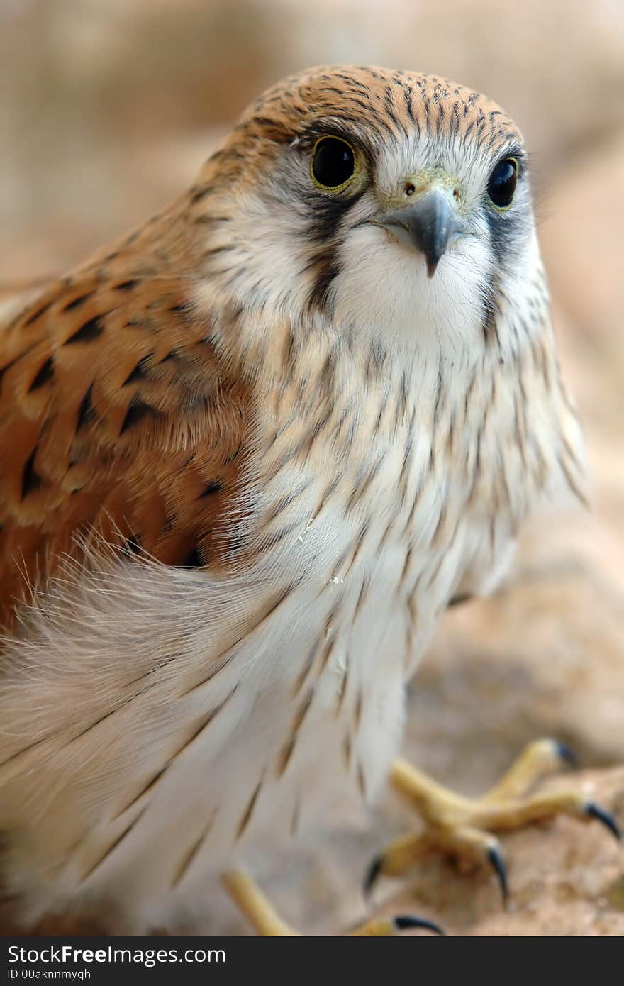 A Hawk surveys the landscape. A Hawk surveys the landscape