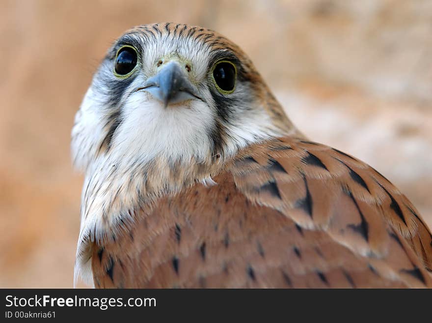 Closeup of Alert Hawk looking around. Closeup of Alert Hawk looking around